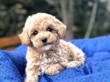 Orji̇nal Malti̇poo  Yavrumuz