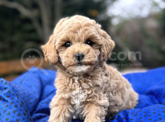 Orji̇nal Malti̇poo  Yavrumuz