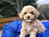 Orji̇nal Malti̇poo  Yavrumuz