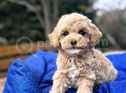 Orji̇nal Malti̇poo  Yavrumuz görsel