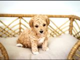 Maltipo Cinsi Yavrular Kahve Tonlu Mini Boy Puppy