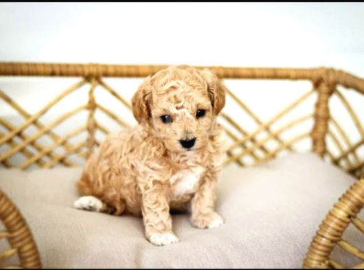 Maltipo Cinsi Yavrular Kahve Tonlu Mini Boy Puppy görsel