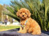Red braw kıpkırmızı ev üretimi TOOY POODLE 