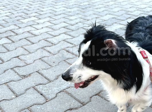 8 Aylık Köpeğimi Sahiplendiriyorum görsel