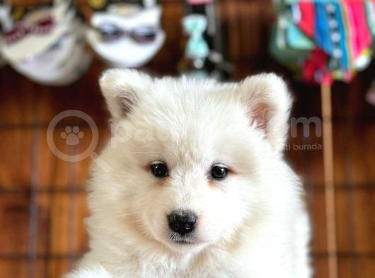 Üst Kalite Samoyed Yavrular görsel