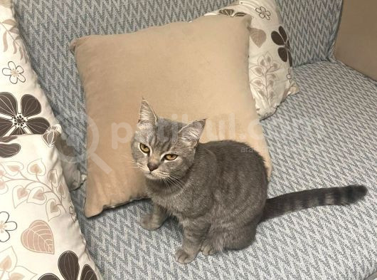 Ücretsiz Cins Kedi