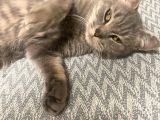 Ücretsiz Cins Kedi