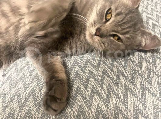 Ücretsiz Cins Kedi görsel