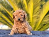 Tooy Poodle Cinsi Kıpkırmızı Red Mini Boy 