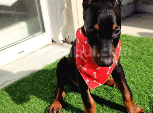 Estetikli Dişi Ve Erkek Doberman King Yavrular görsel