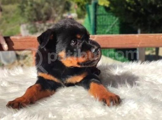 İri Ve Korumacı Irk Rottweiler Yavrular görsel