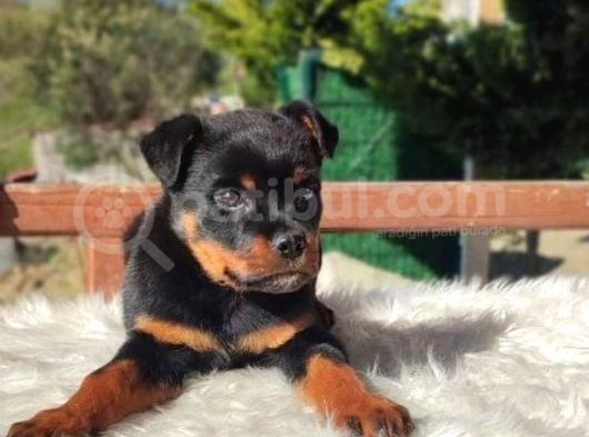 İri Ve Korumacı Irk Rottweiler Yavrular