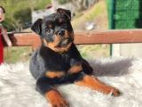 İri Ve Korumacı Irk Rottweiler Yavrular