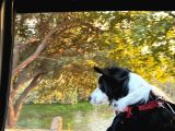8 Aylık Köpeğimi Sahiplendiriyorum