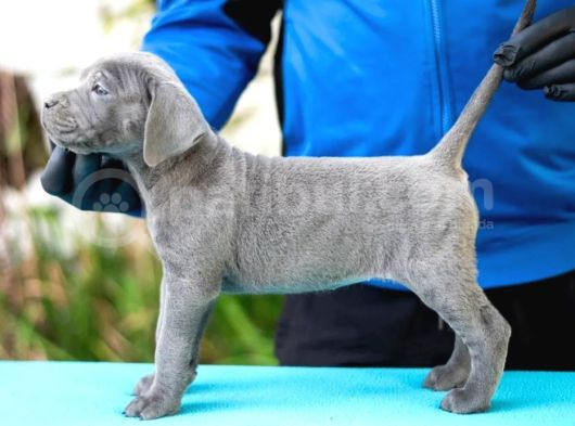 Safkan Blue Cane Corso Yavrular görsel