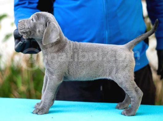 Safkan Blue Cane Corso Yavrular görsel