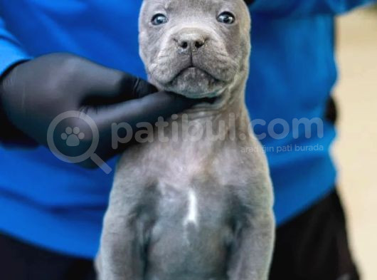 Safkan Blue Cane Corso Yavrular