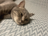 Ücretsiz Cins Kedi