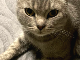 Ücretsiz Cins Kedi