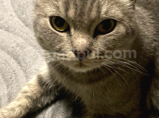 Ücretsiz Cins Kedi görsel