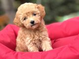 Gğlen Surat Malti̇poo Bebekler