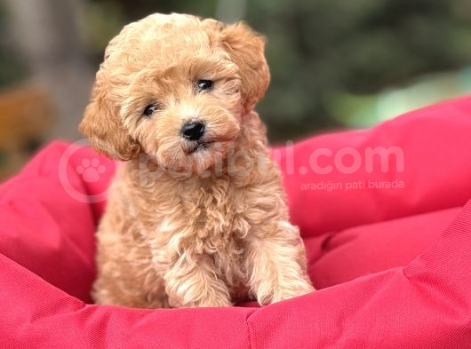 Gğlen Surat Malti̇poo Bebekler görsel