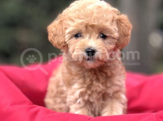 Gğlen Surat Malti̇poo Bebekler