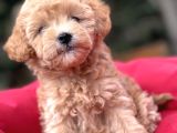 Gğlen Surat Malti̇poo Bebekler