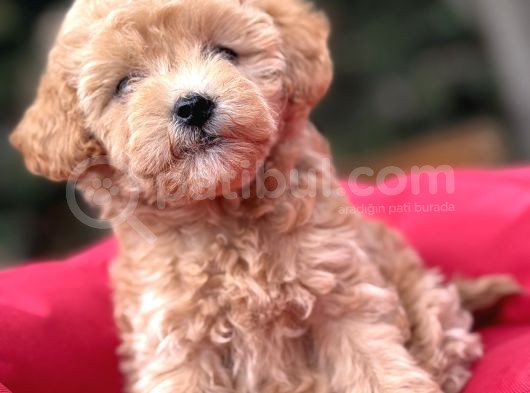 Gğlen Surat Malti̇poo Bebekler görsel