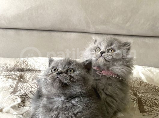 Yıl Başına Özel Ayı Surat Yavrum Son Derece Sağlıklı Uyguna görsel