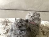 Şok Şok Türki̇ye De Böylesi̇ Daha Gelmez