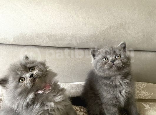 Şok Şok Türki̇ye De Böylesi̇ Daha Gelmez görsel