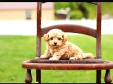 Kahve Tonlu Puppy Kıvırcık Tüylü Malti̇po Ci̇nsi̇ Yavrular 