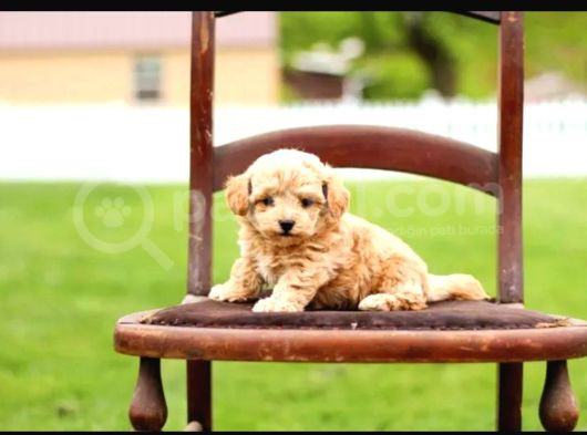 Kahve Tonlu Puppy Kıvırcık Tüylü Malti̇po Ci̇nsi̇ Yavrular  görsel