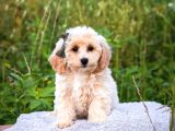 Kahve Tonlu Puppy Kıvırcık Tüylü MALTİPO CİNSİ Yavrular 