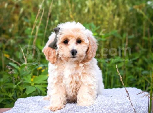 Kahve Tonlu Puppy Kıvırcık Tüylü Malti̇po Ci̇nsi̇ Yavrular 