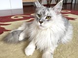 Dev Maine Coon Kısır Dişi Kedi