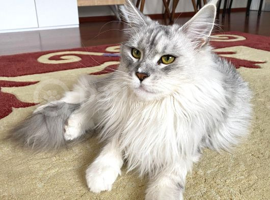 Dev Maine Coon Kısır Dişi Kedi görsel
