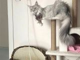 Dev Maine Coon Kısır Dişi Kedi