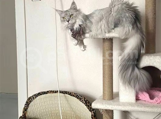 Dev Maine Coon Kısır Dişi Kedi görsel