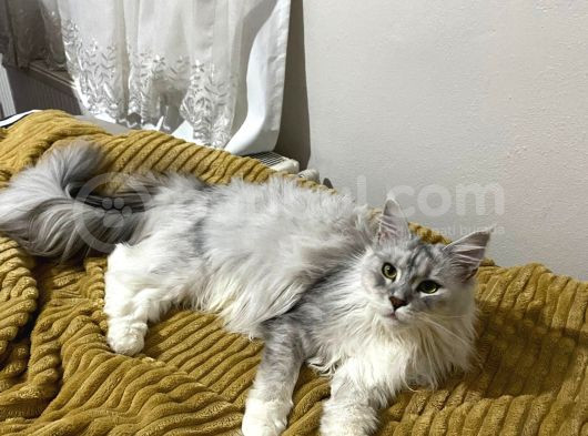 Dev Maine Coon Kısır Dişi Kedi