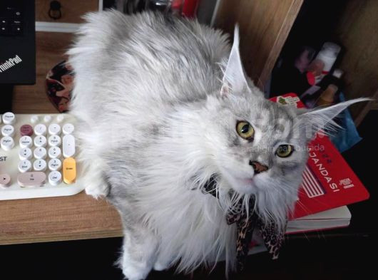 Dev Maine Coon Kısır Dişi Kedi görsel