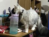 Dev Maine Coon Kısır Dişi Kedi