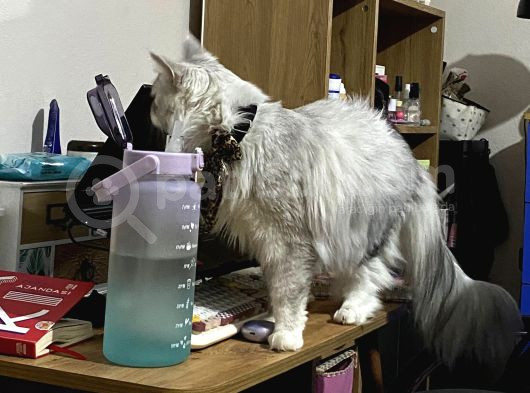 Dev Maine Coon Kısır Dişi Kedi görsel