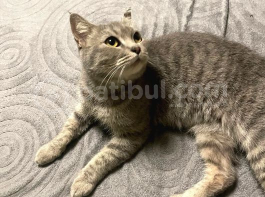 Ücretsiz Cins Kedi görsel