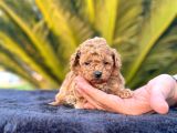 Tooy poodle cinsi kıpkırmızı Red mini Boy 