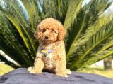 2 Ve 3 Kg Garantisi Altında Red Tooy Poodle Sevi̇mli̇ Kipkirmi