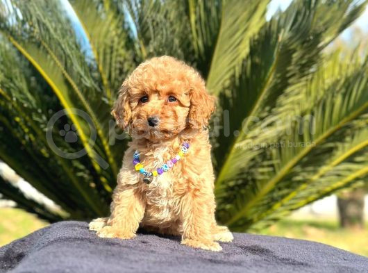 2 Ve 3 Kg Garantisi Altında Red Tooy Poodle Sevi̇mli̇ Kipkirmi görsel