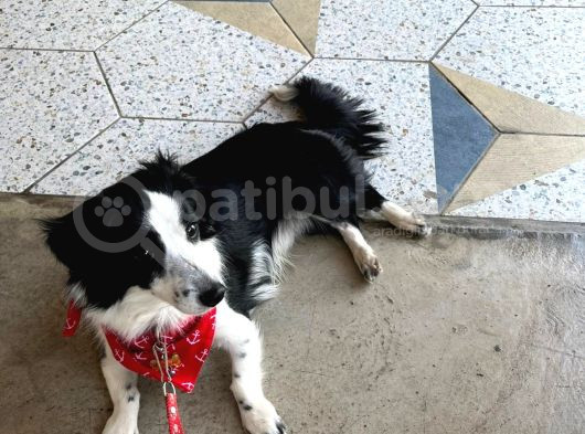 8 Aylık Köpeğimi Sahiplendiriyorum görsel