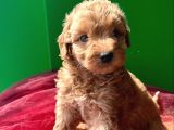 A KALİTE KAHVERENGİ ANTİALERJİK  MALTIPOO YAVRULAR